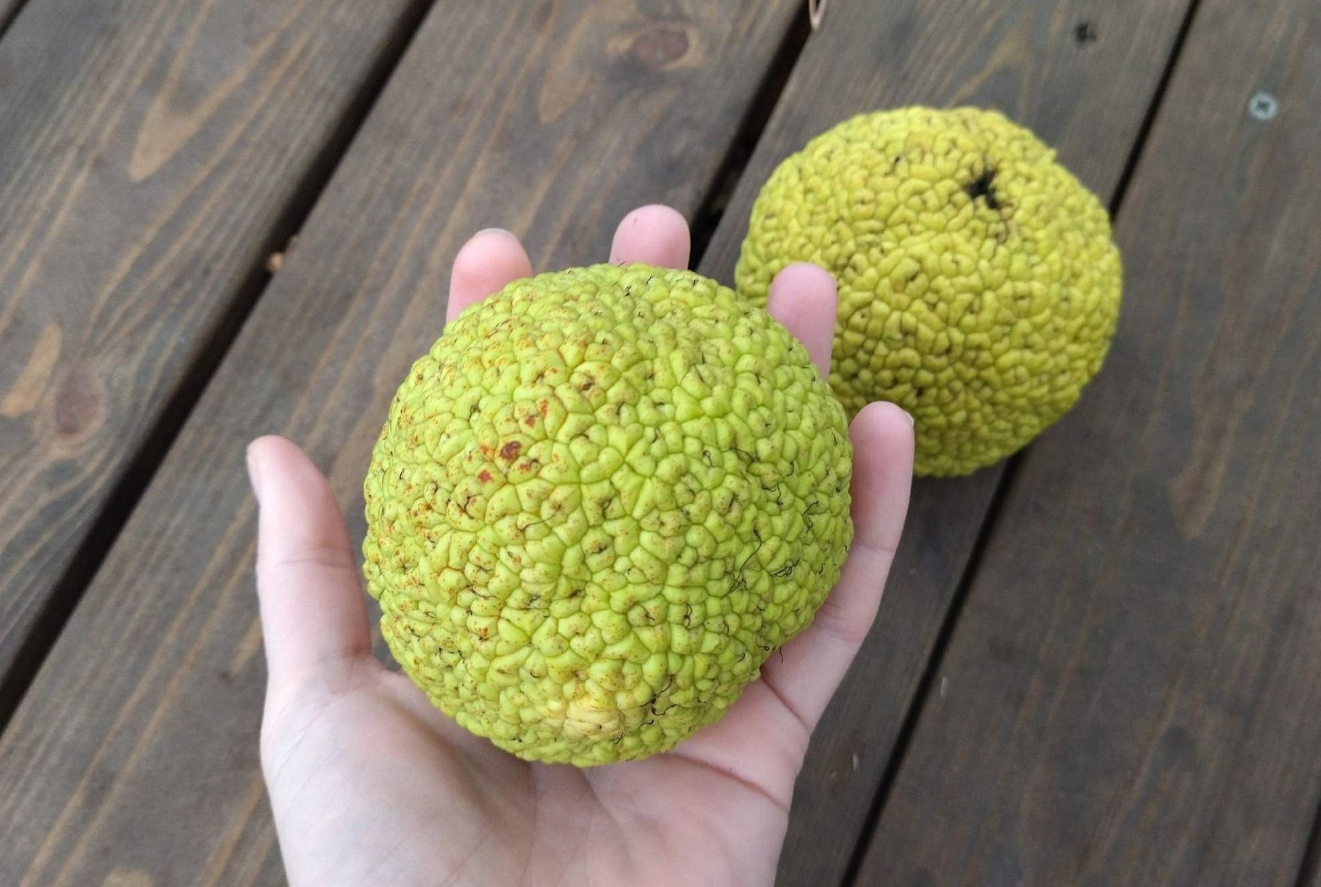 Maclura pomifera se puede comer