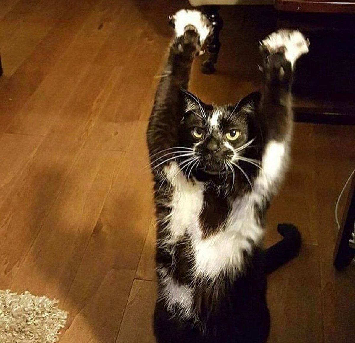 Кот тянется вверх