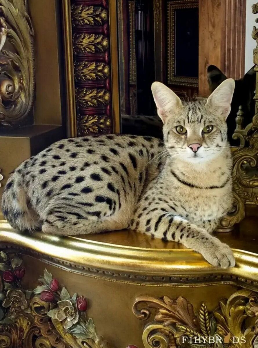 самая дорогая кошка в россии фото