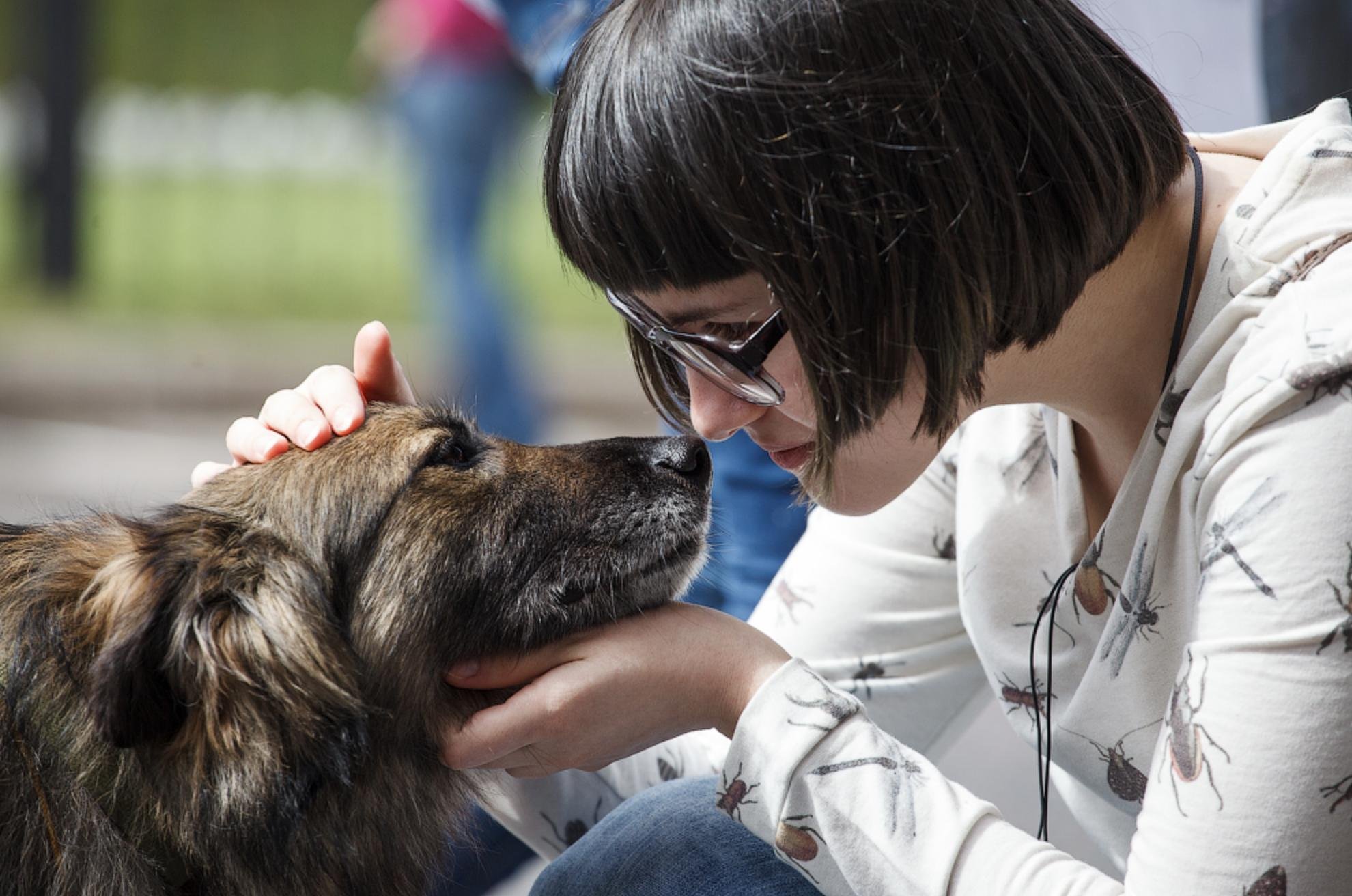 Бездомные животные и человек. Защита бездомных животных. Собаке нужен дом. Каждому животному нужна. Конкурс всем животным нужен дом.