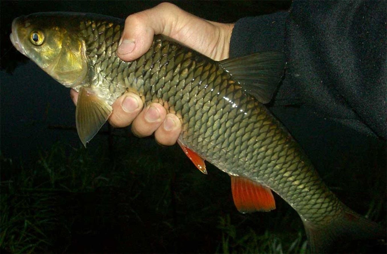 Рыба голавль фото и описание где водится