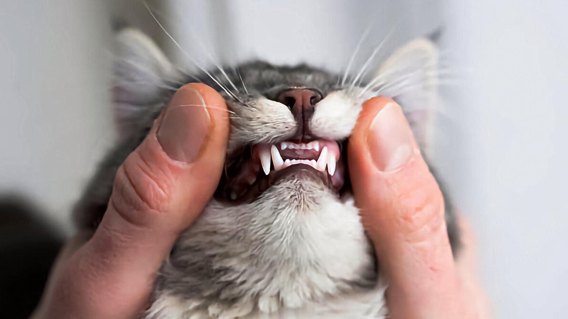 К чему снятся зубы кошки. К чему снятся зубы кошки. Кошка с открытым ртом. К чему снятся зубы кошки. К чему снятся зубы кошки.