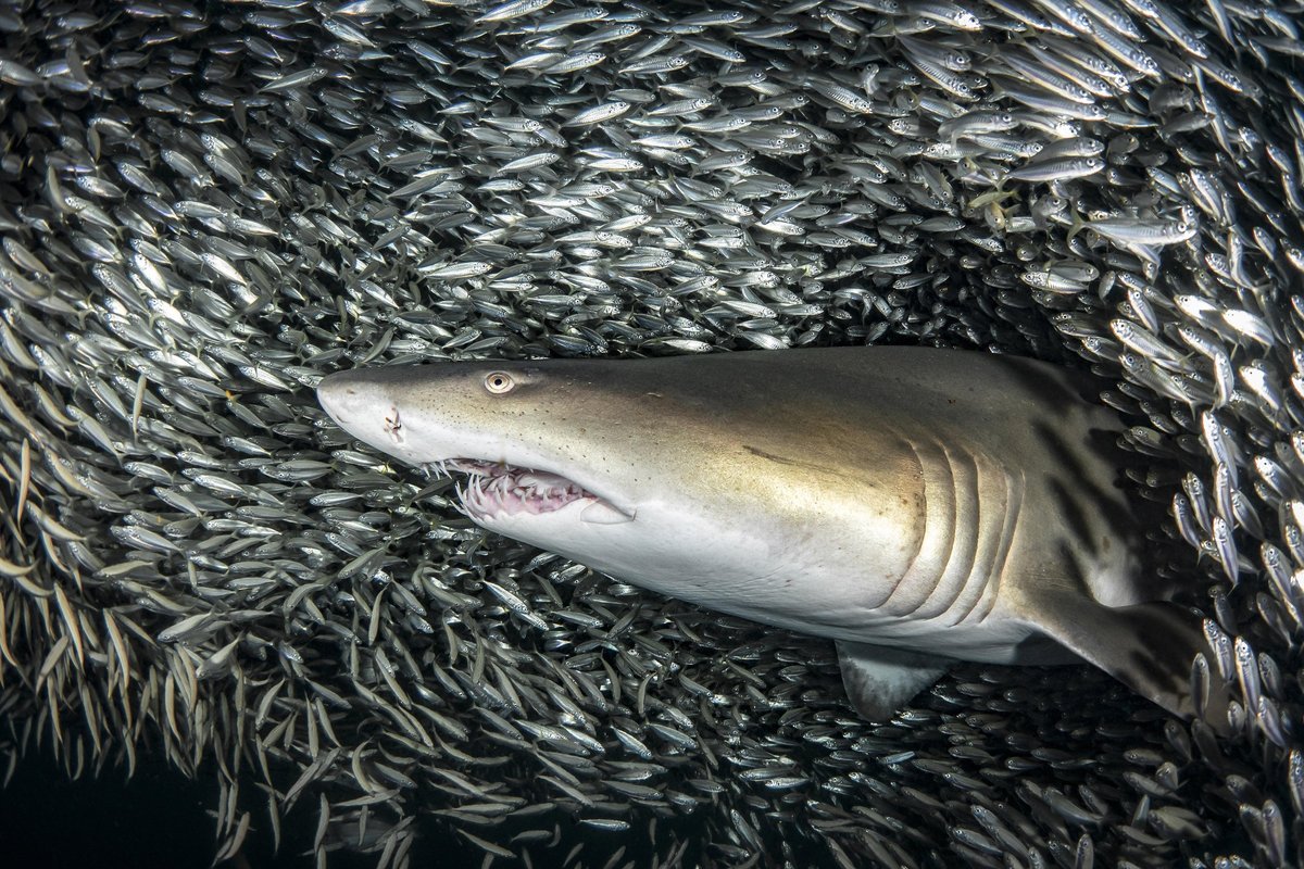 Shark 8. Удивительные акулы. Акула среди рыб. Стая акул тигровых. Малек акулы.