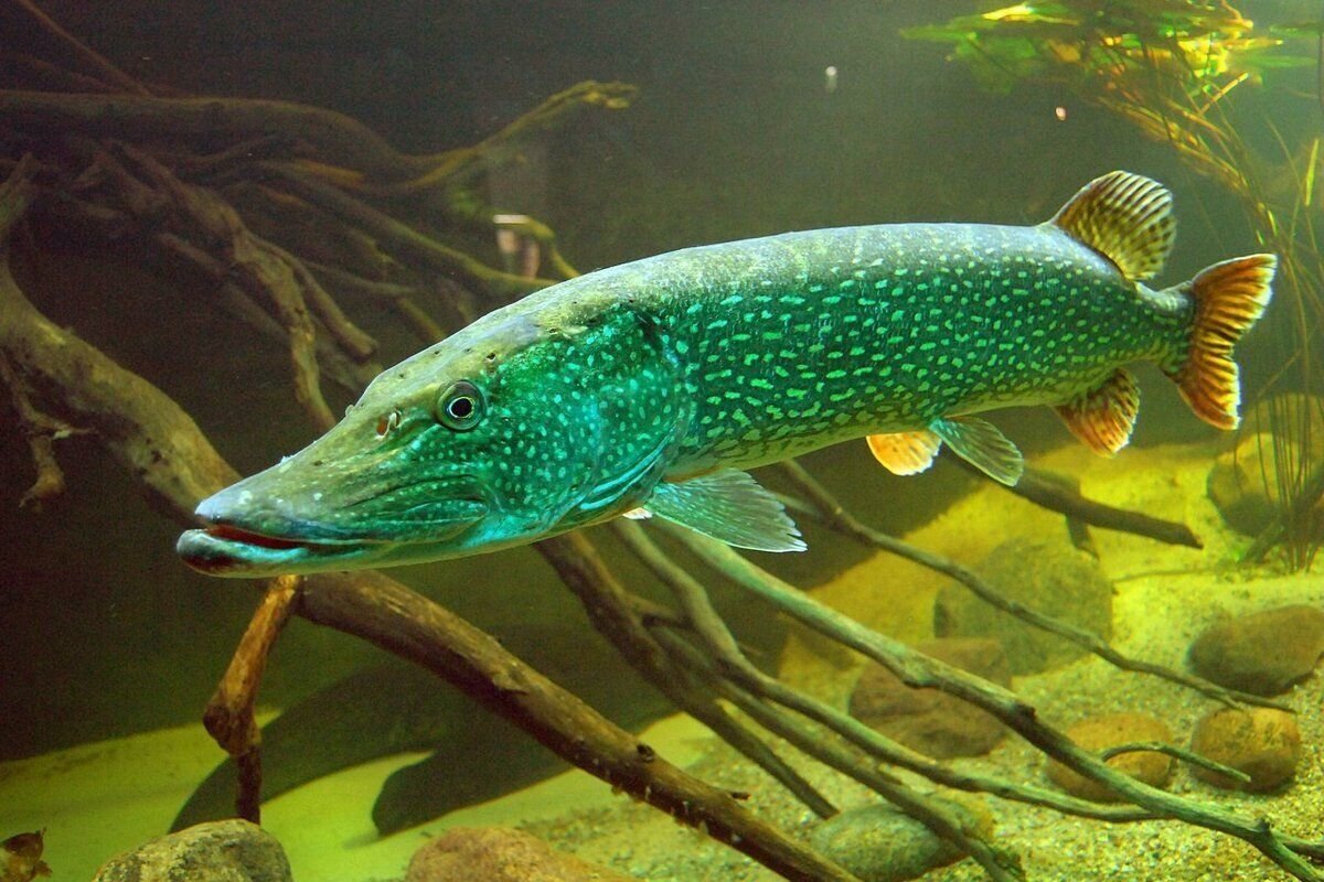 Рыба щука. Обыкновенная щука (Esox Lucius). Рыба щука Esox Lucius. Вид обыкновенная щука - Esox Lucius. Esox Lucius — обыкновенная щука систематика.