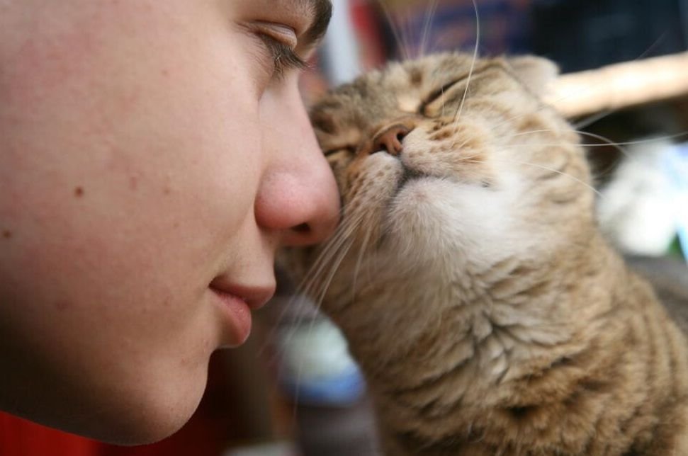 Фелинотерапия. Кошка любит хозяина. Парень целует кота. Кошка ластится. Чувствуют ли кошки хозяев.