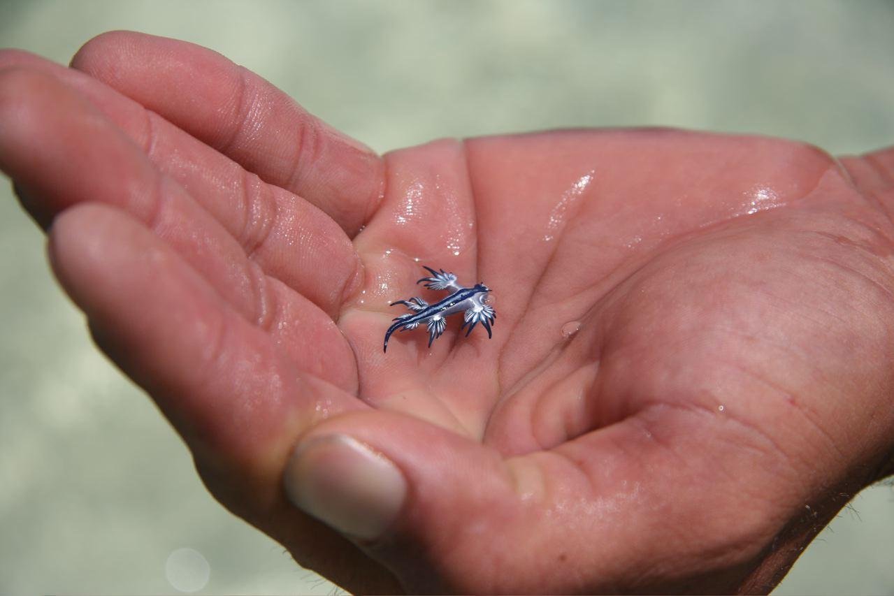 Микро животное. Голожаберный моллюск главк. Glaucus Atlanticus голубой дракон. Голожаберный моллюск голубой. Голубой ангел моллюск.