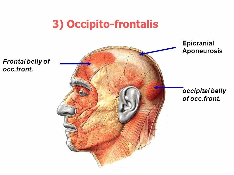 Epicranial aponeurosis