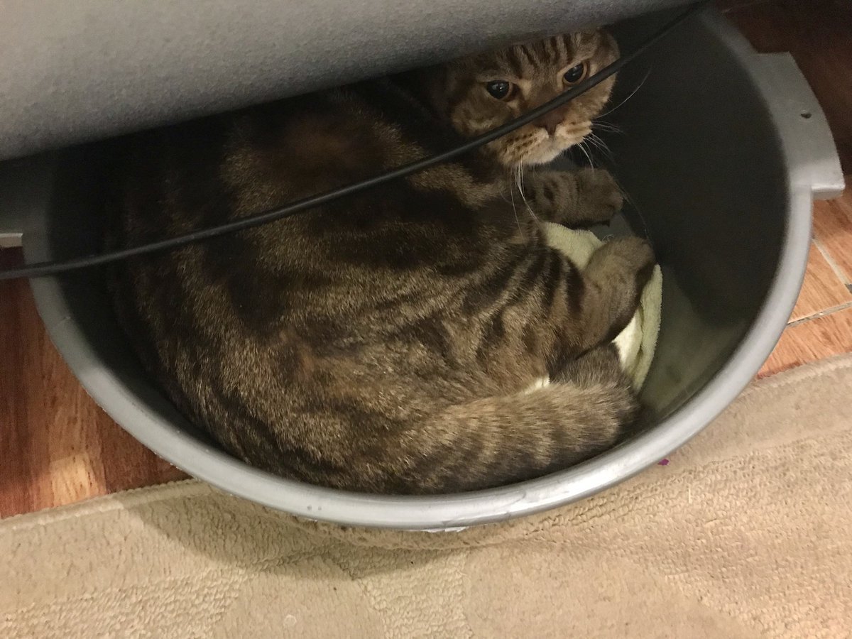 Картинка шлепа в тазике