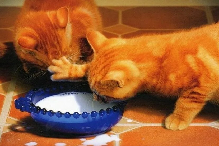 Кошка пьет лапой. Кот хочет есть. Жадные коты. Миска для кота. Рыжий кот кушает.