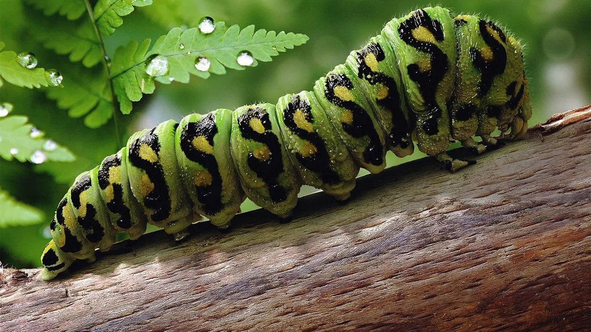 Боярышница (aporia crataegi). Сибирский коконопряд гусеница. Лесной кольчатый шелкопряд. Мохнатая гусеница мухоловка. Гусеница боро.
