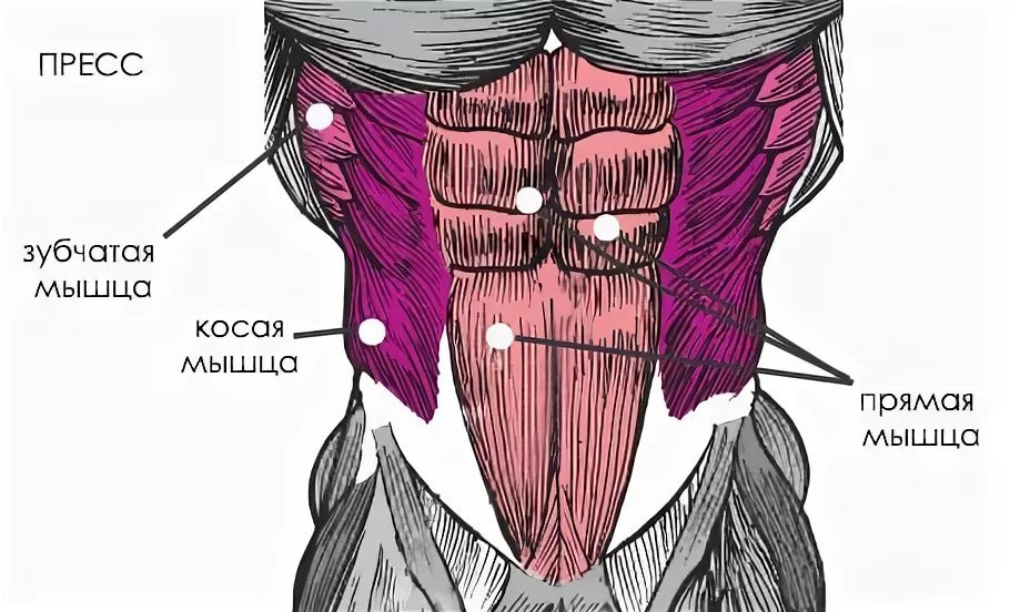 Пресс мышцы. Мышцы пресса. Мышцы пресса анатомия. Косые мышцы пресса анатомия. Зубчатые мышцы пресса.