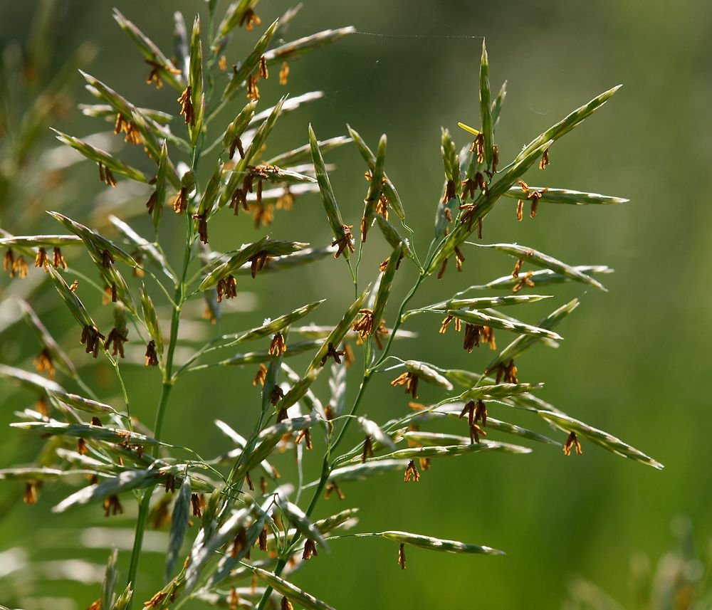 Кострец фото. Кострец безостый. Кострец безостый - Bromopsis inermis. Кострец (костер) безостый.. Кострец безостый (Bromus inermis Leyss.