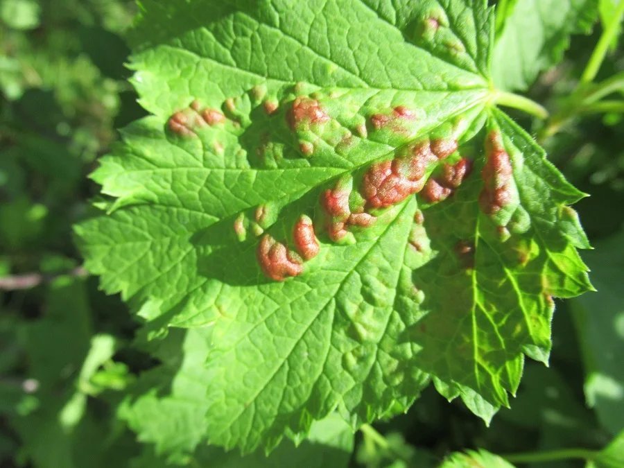 Заболевание красной смородины красные пятна на листьях фото