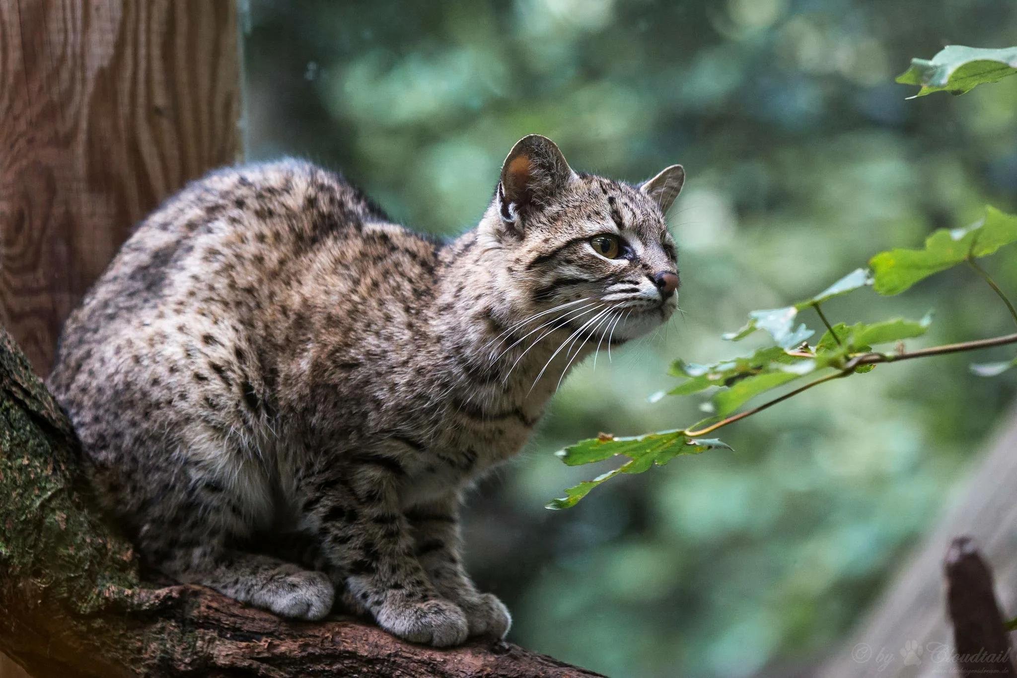 Фото кошачьих. Порода кошек Жоффруа. Дикая кошка Жоффруа. Вид - кошка Жоффруа (leopardus geoffroyi):. Кошка Жоффруа Южная Америка.