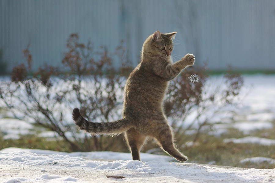 Сидит на двух лапах. Кот на двух лапах. Кот стоит. Котик на задних лапках.