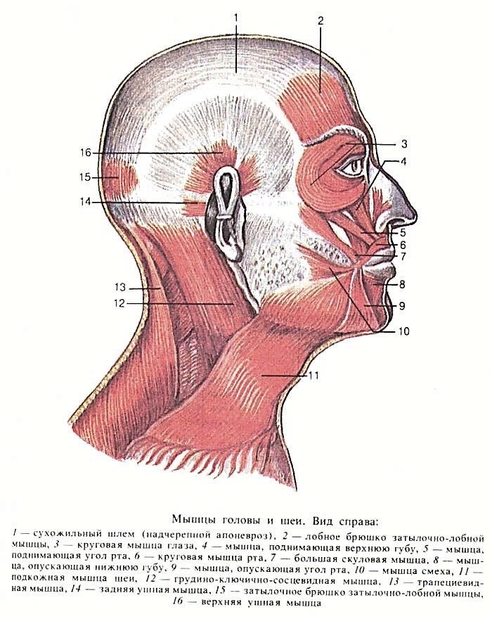 Как называется рисунок на голове