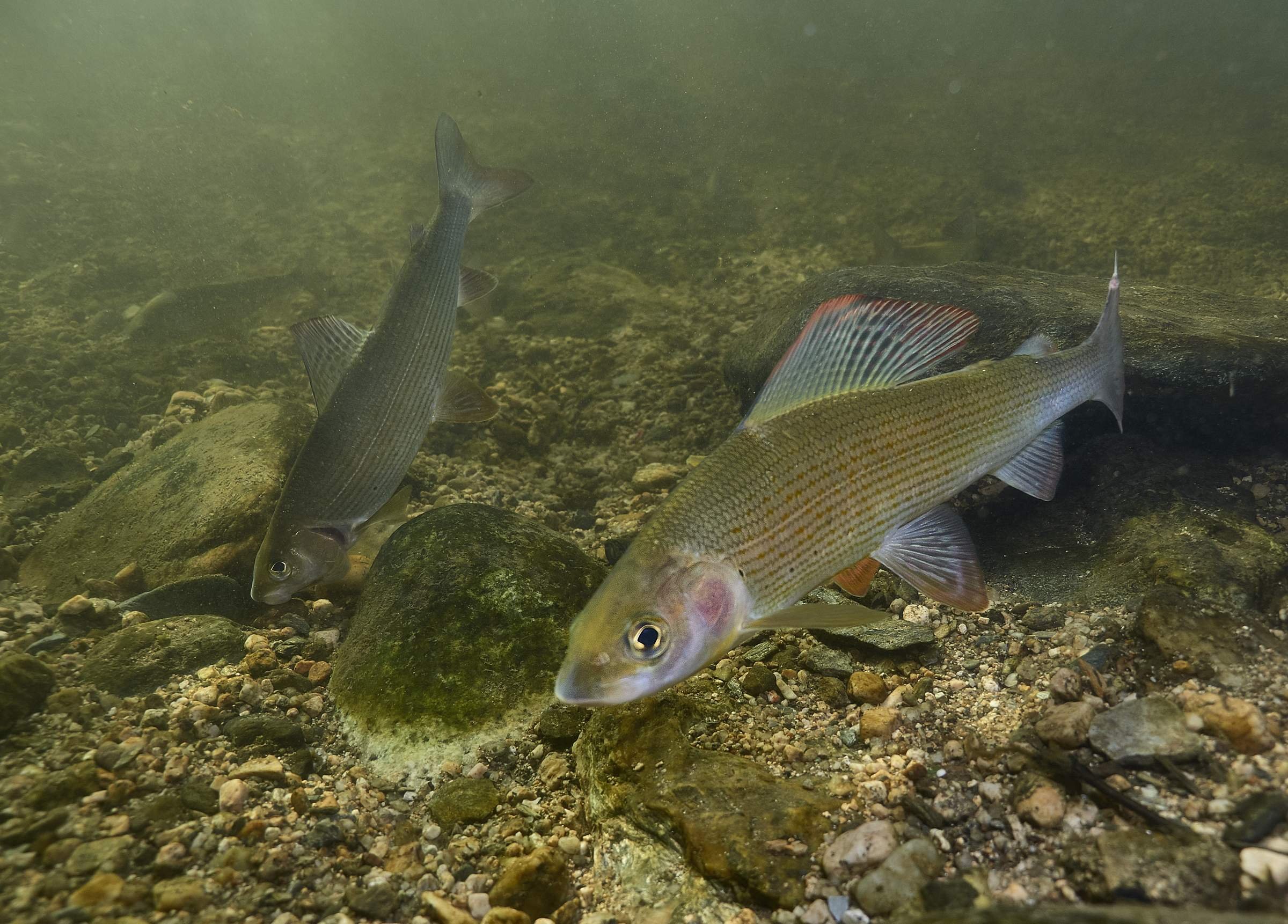 Телецкий хариус (Thymallus arcticus),