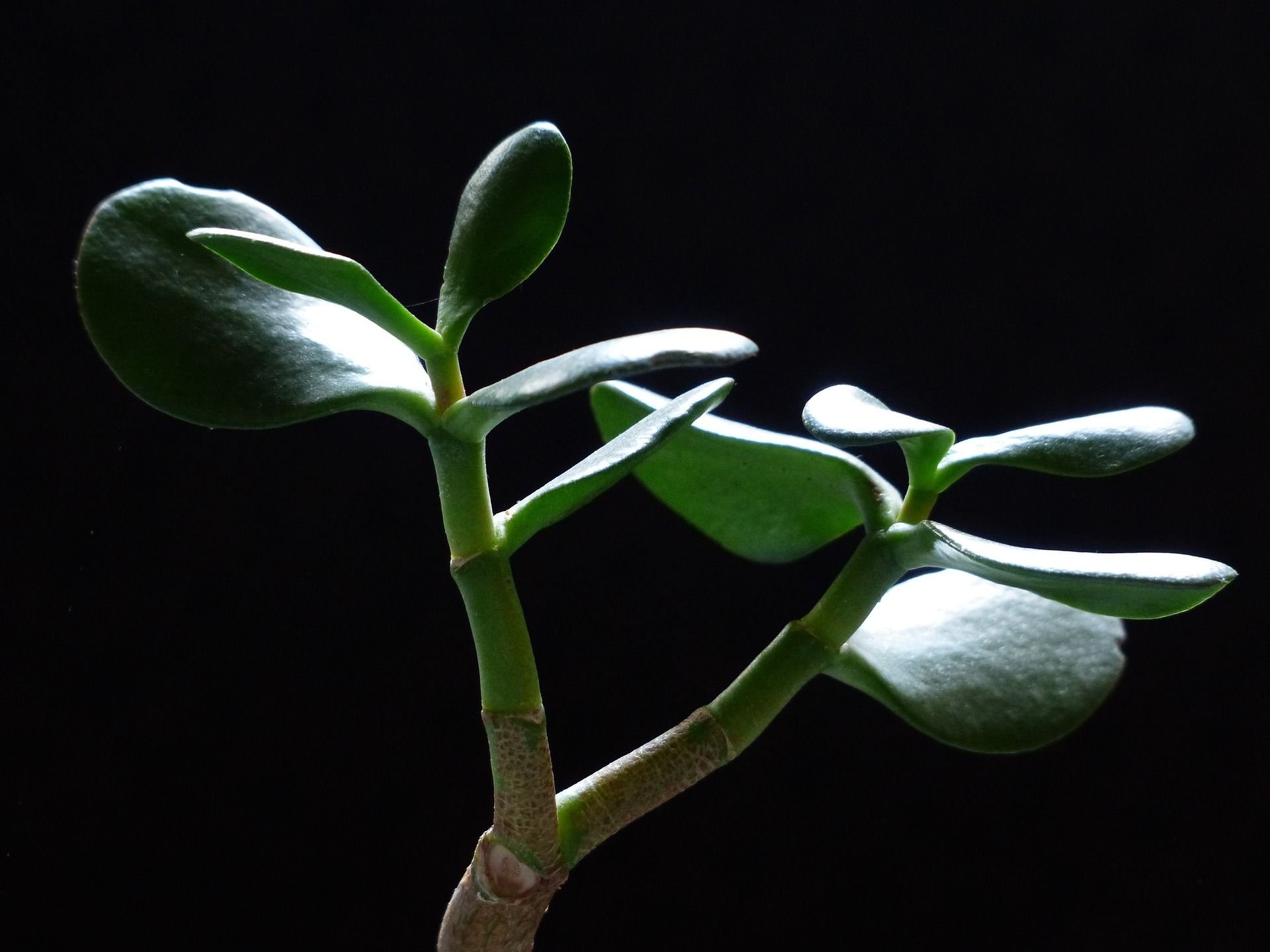 Crassula spathulata толстянка