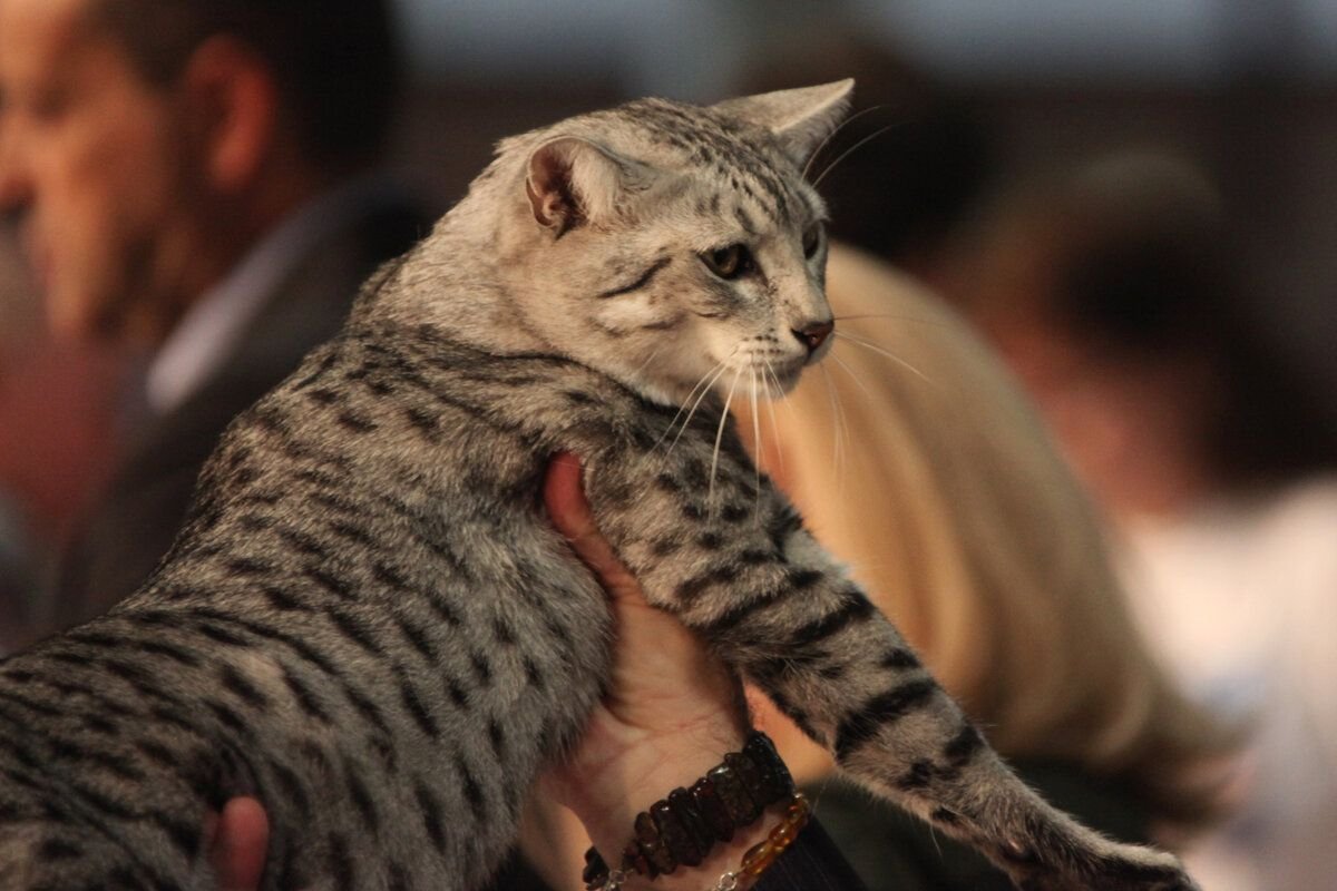 Египетский мао коты фото