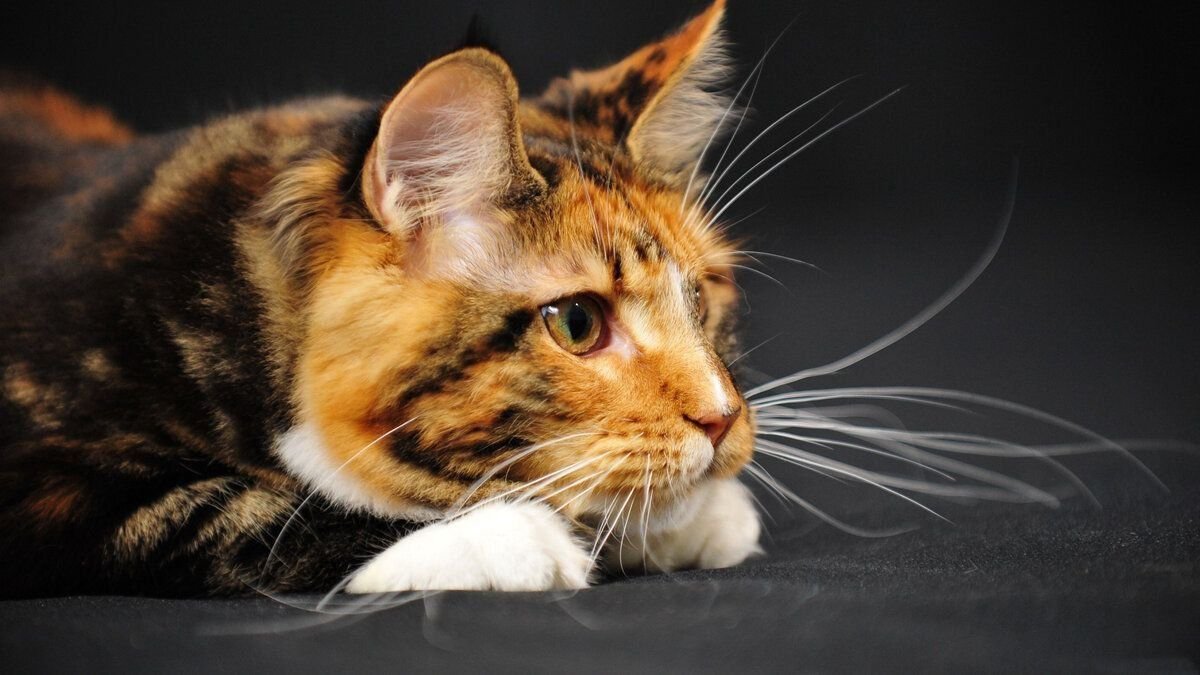 Картинка усы кота