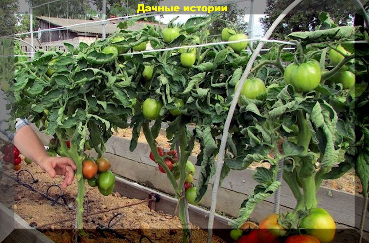 Томат леонид отзывы фото 5+5+5: пять очень вкусных томатов, пять проверенных томатов для открытого грунта