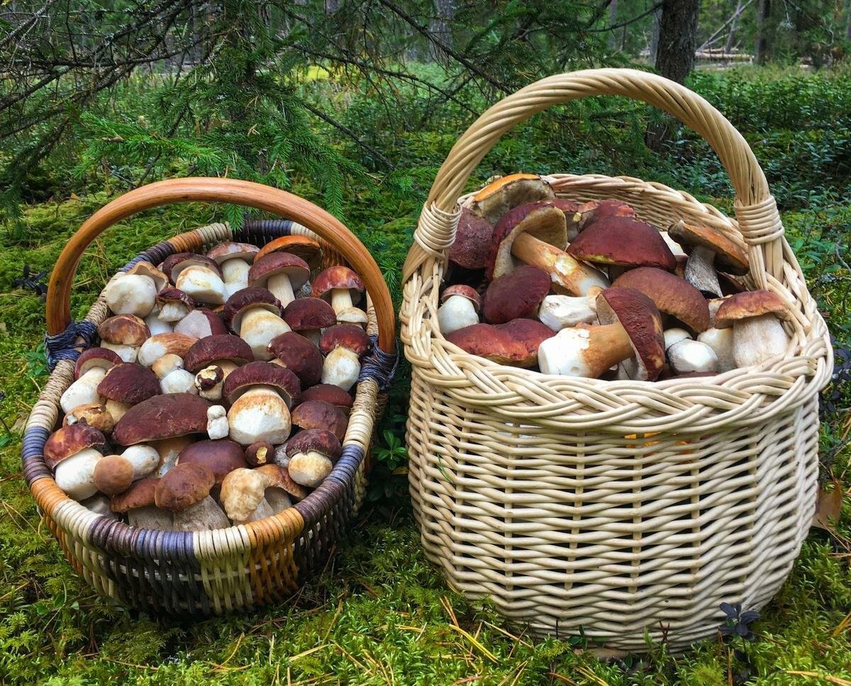Свежие грибы и ягоды. Корзина грибов. Белые грибы в корзинке. Корзинка с грибами. Урожай грибов в корзине.