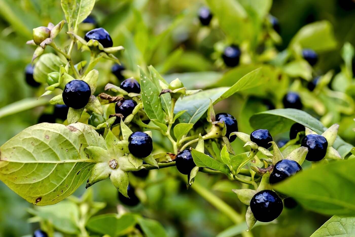 Белладонна (Atropa Belladonna l.)