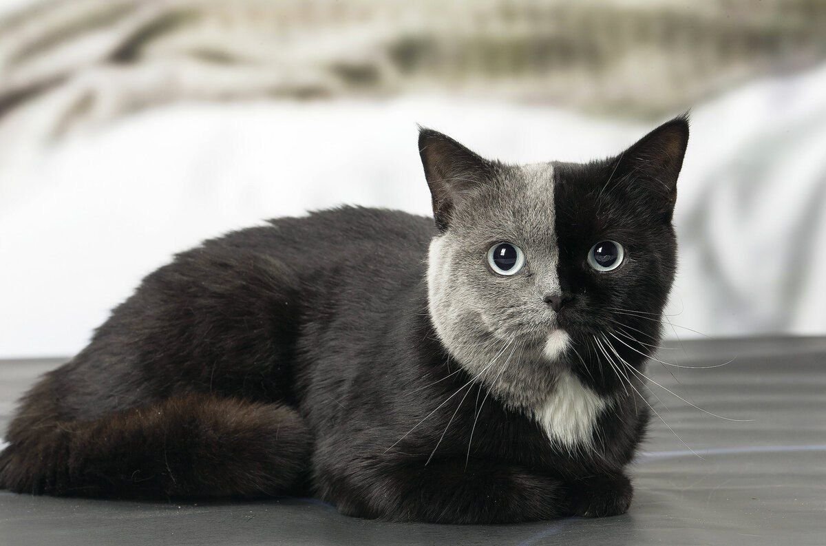 Самые необычные породы кошек в мире фото