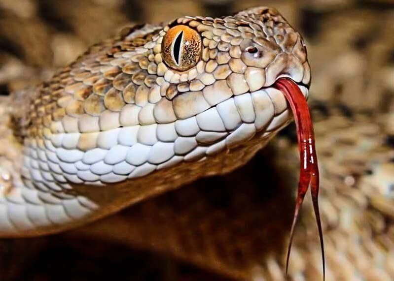 Среднеазиатская эфа. Змея песчаная эфа. Эфа кобра песчаная. Эфа и гюрза. Змея песчаная эфа.