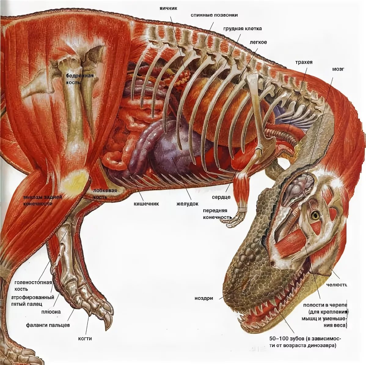 Внутреннее животное. Тираннозавр внутреннее строение. Строение скелета Тирекса. Анатомия тираннозавра Рекса анатомия тираннозавра Рекса. Тираннозавр рекс строение.
