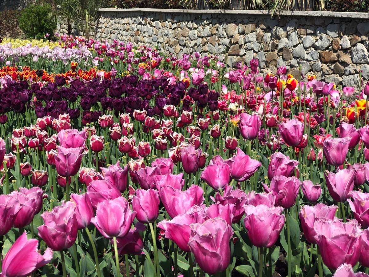 Парад тюльпанов в Никитинский Ботанический сад