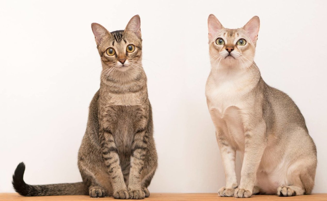 Самая ласковая порода кошек для квартиры фото и название