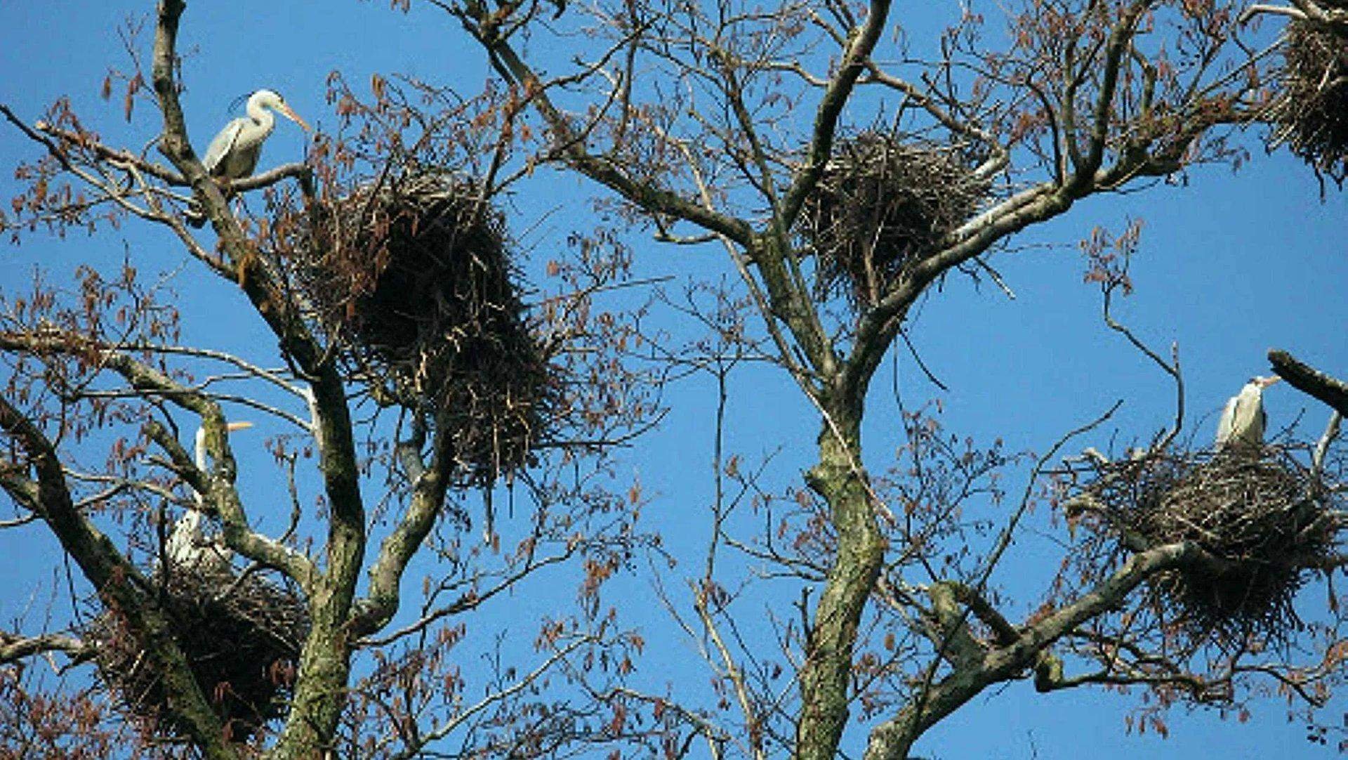 Гнездо птицы на дереве