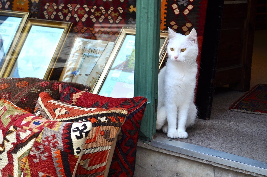 Коты в стамбуле