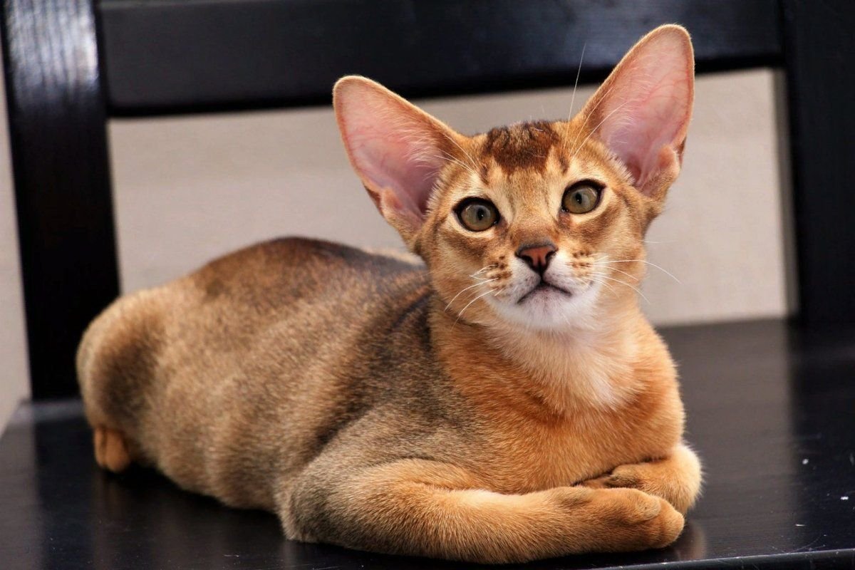 Рассмотрите фотографию кошки породы абиссинская. Абиссинская кошка. Абиссинская кошка породы кошек. Порода абиссинец. Абиссинская порода кошек Абиссинская.