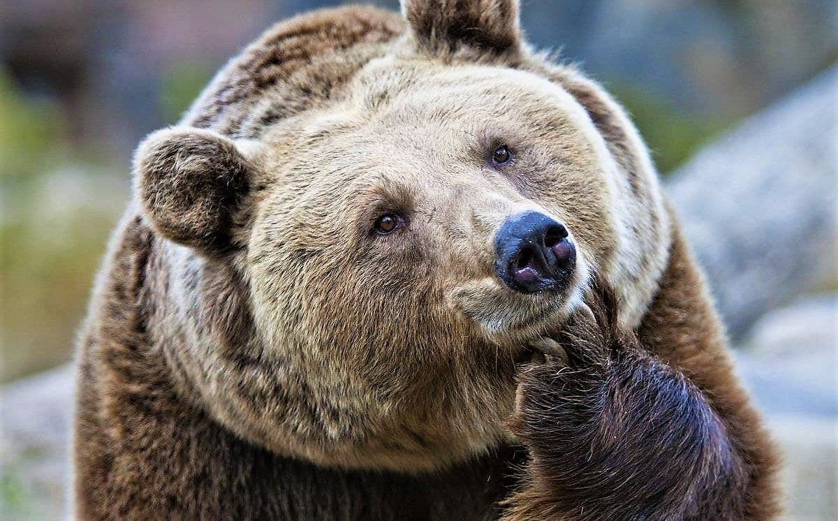 Удивленный медведь