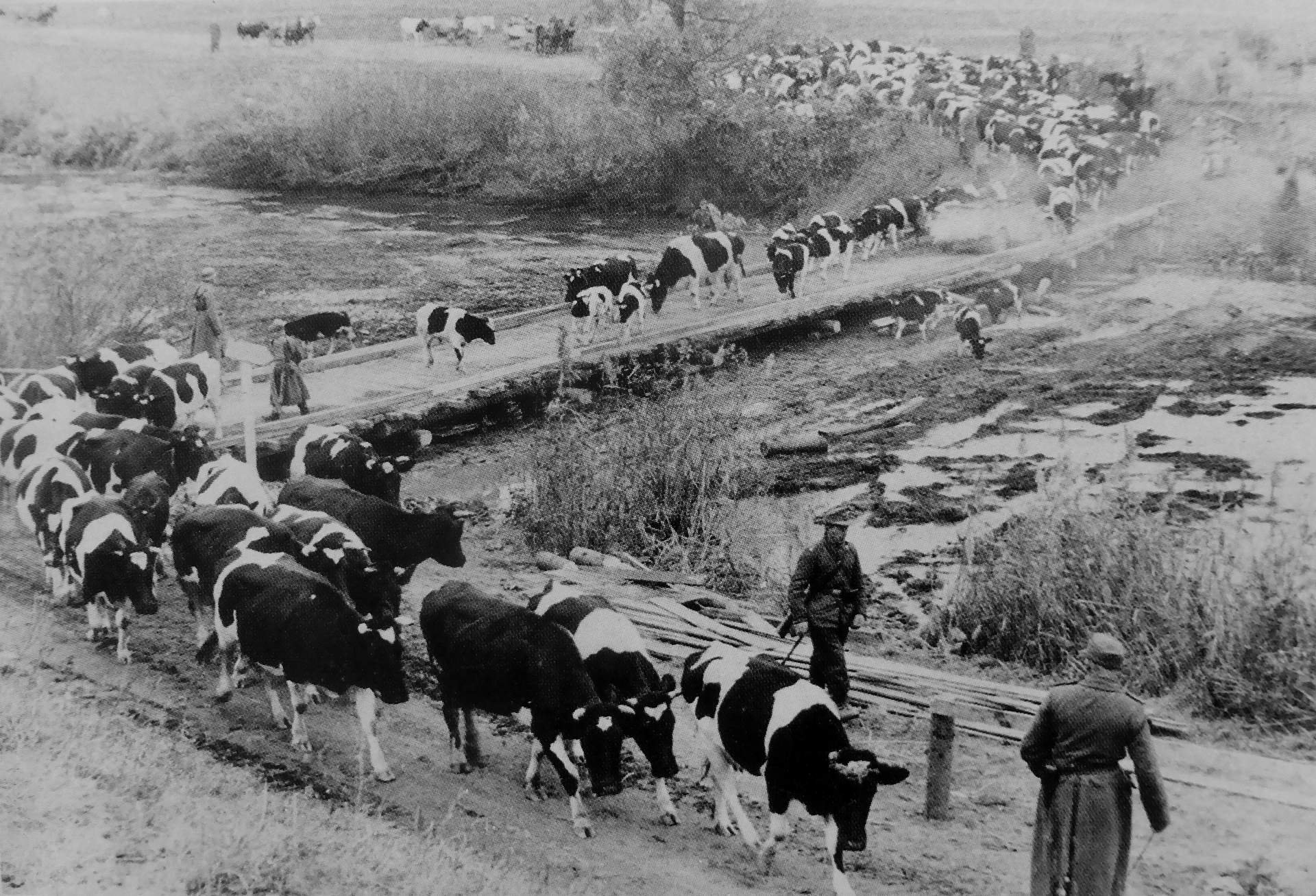 Сельское хозяйство время. Восточная Пруссия сельское хозяйство. Эвакуация скота 1941. Сельское хозяйство в годы войны 1941-1945. Казахстан сельское хозяйство в годы войны 1941-1945.