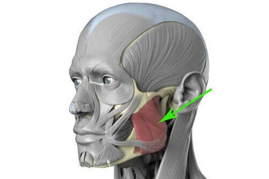 Жевательная мышца лица фото