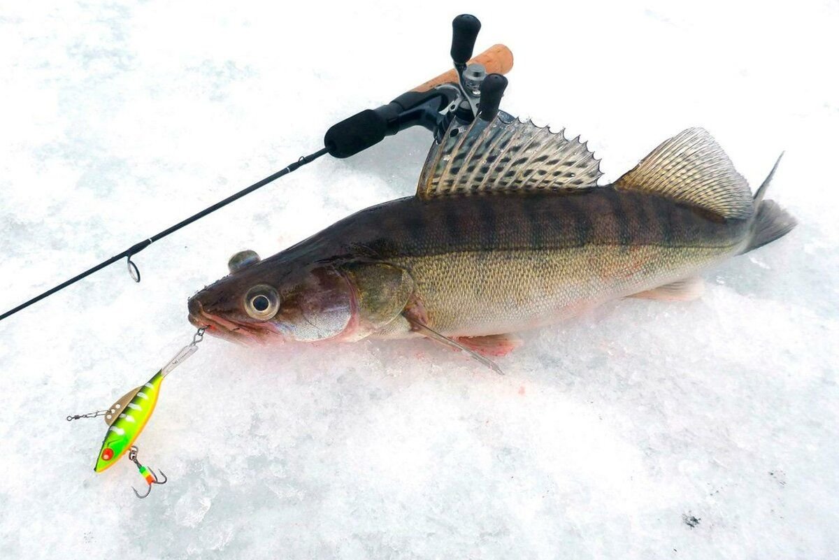 Зимнюю ловлю судака. Судак на льду. Судак раттлин зима. Зимняя оснастка балансир судак. Балансиры на судака.
