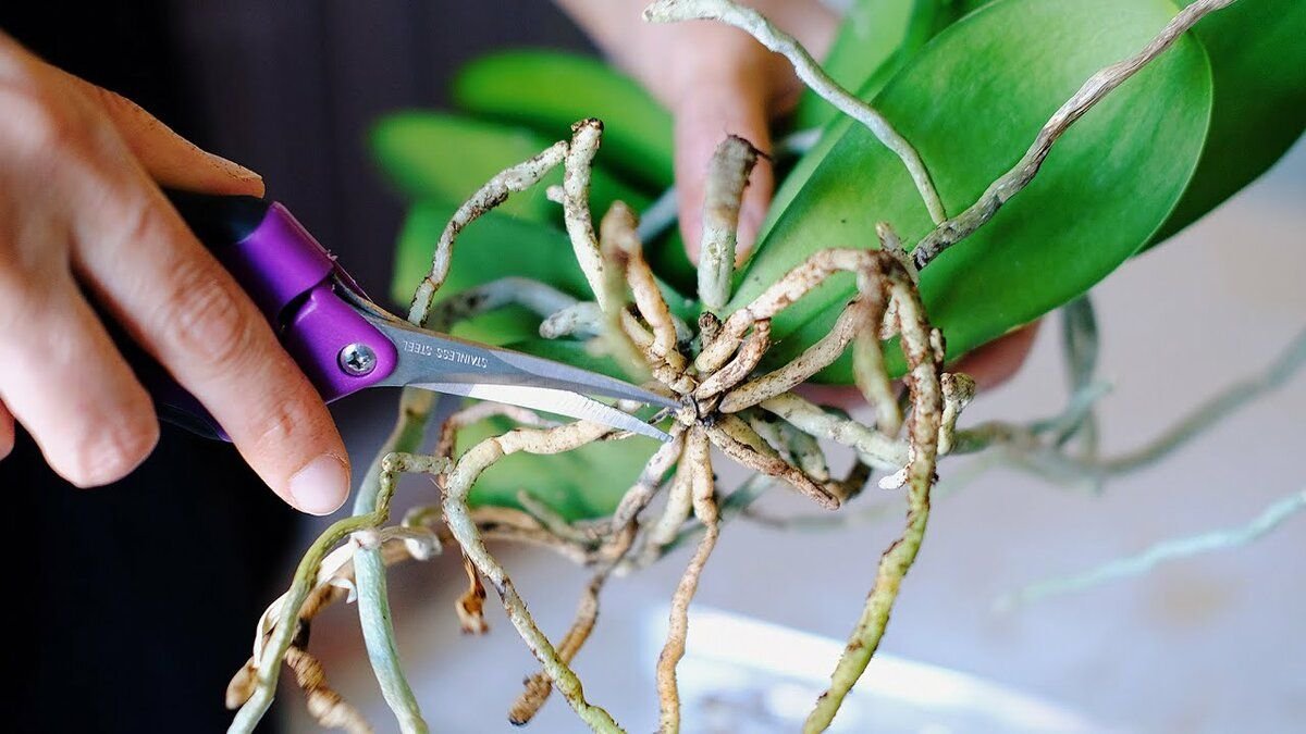 Можно обрезать корни у орхидеи