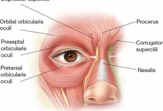 Corrugator supercilii