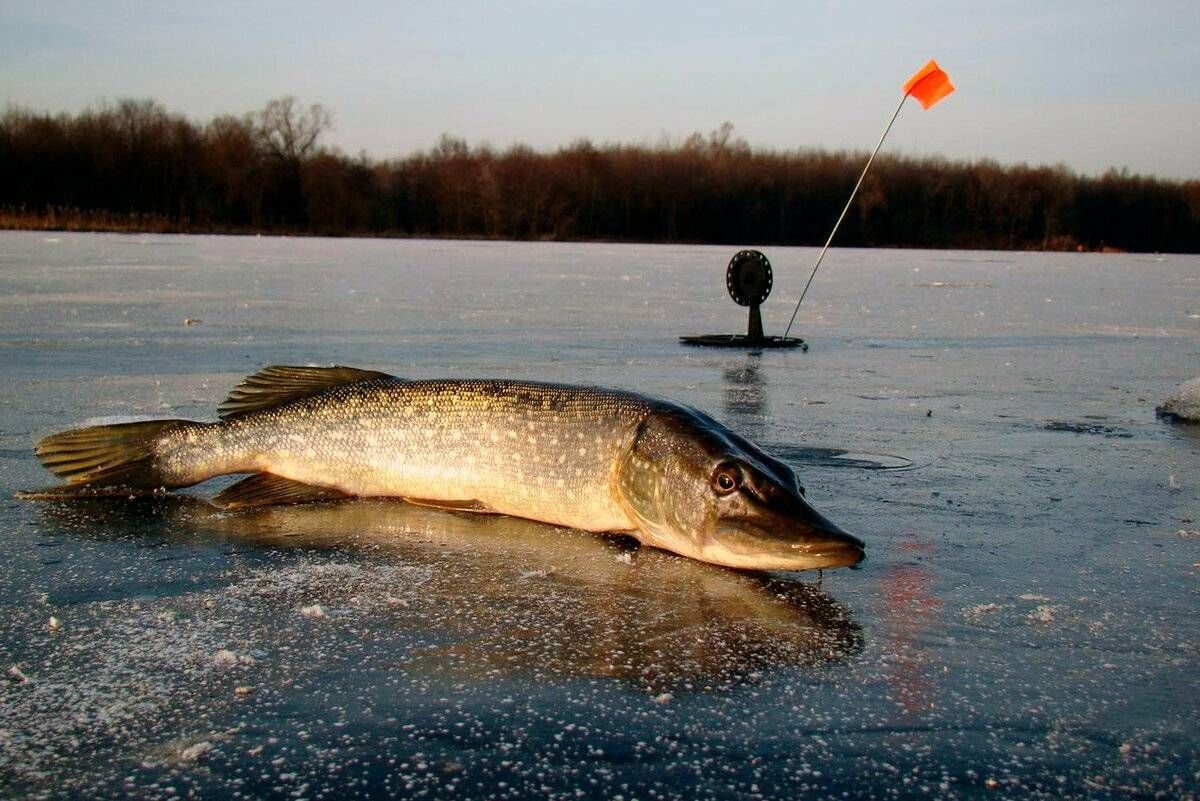 Щука зимой видео. Жерлица на щуку. Зимняя рыбалка на щуку. Рыбалка на жерлицы на щуку. Щука на льду.