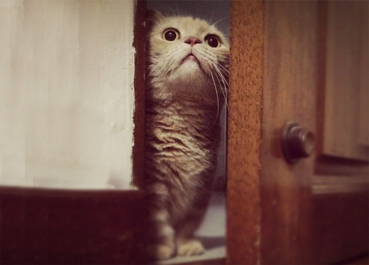 Открой дверь я жду. Дверь для кота. Кот открывает дверь. Котик у двери. Кот за дверью.