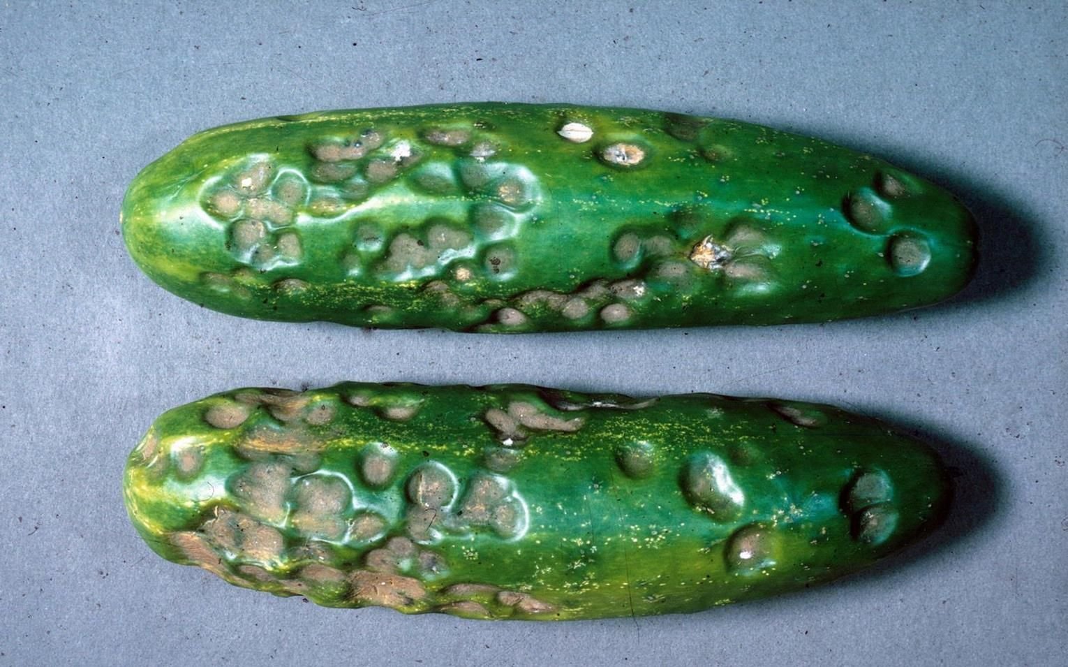 Colletotrichum lagenarium