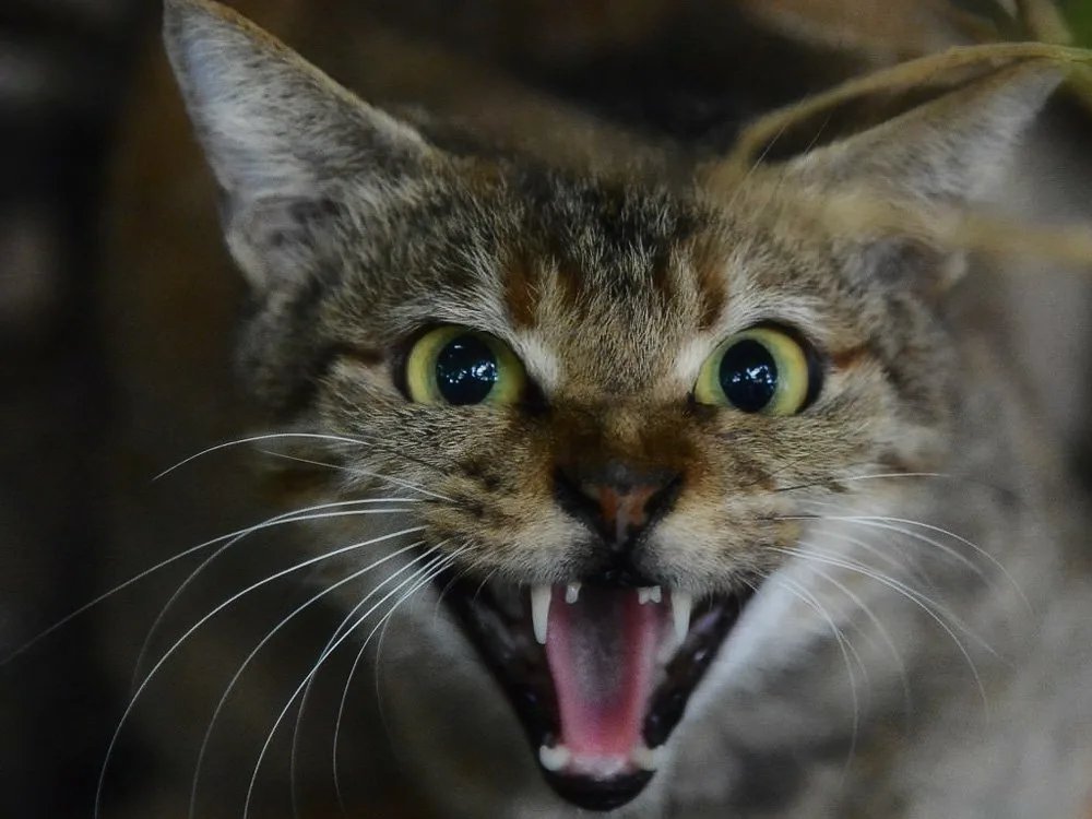 Cat listening. Кошка мяукает. Кошка орет. Кричащая кошка. Кошка мяучит.