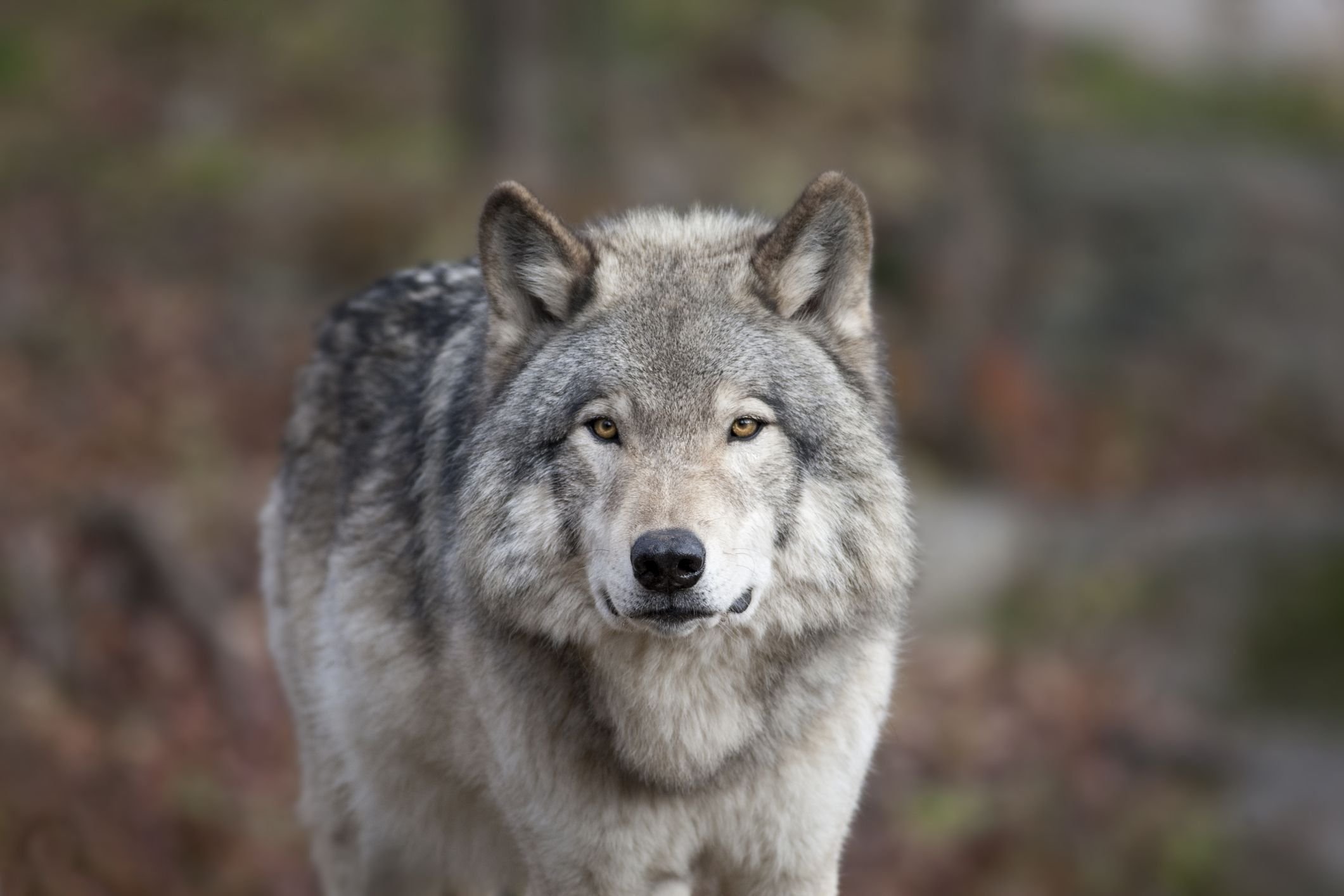 «Серый волк» (Сары Буре)