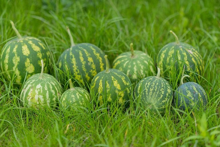 Бахча. Бахча арбузов курск. День арбуза курск. Арбуз на бахче. Курская бахча арбузы.