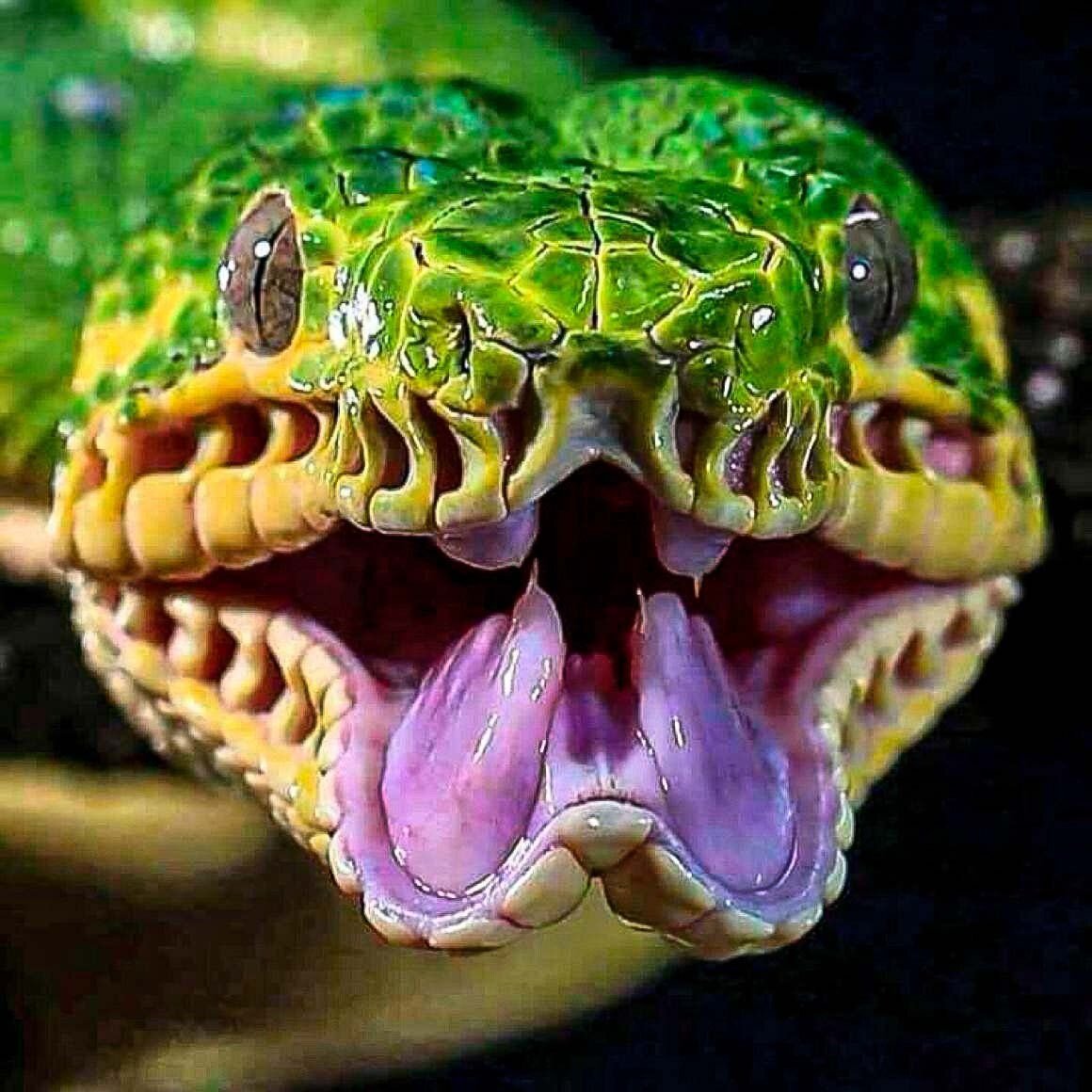 Какие зубы у змей фото