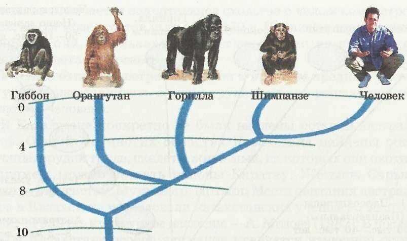 Кто считается предком. Эволюция человекообразных обезьян схема. Общий предок человека и обезьяны. Общий предок человека и человекообразных обезьян. Предок человека отделился от приматов.