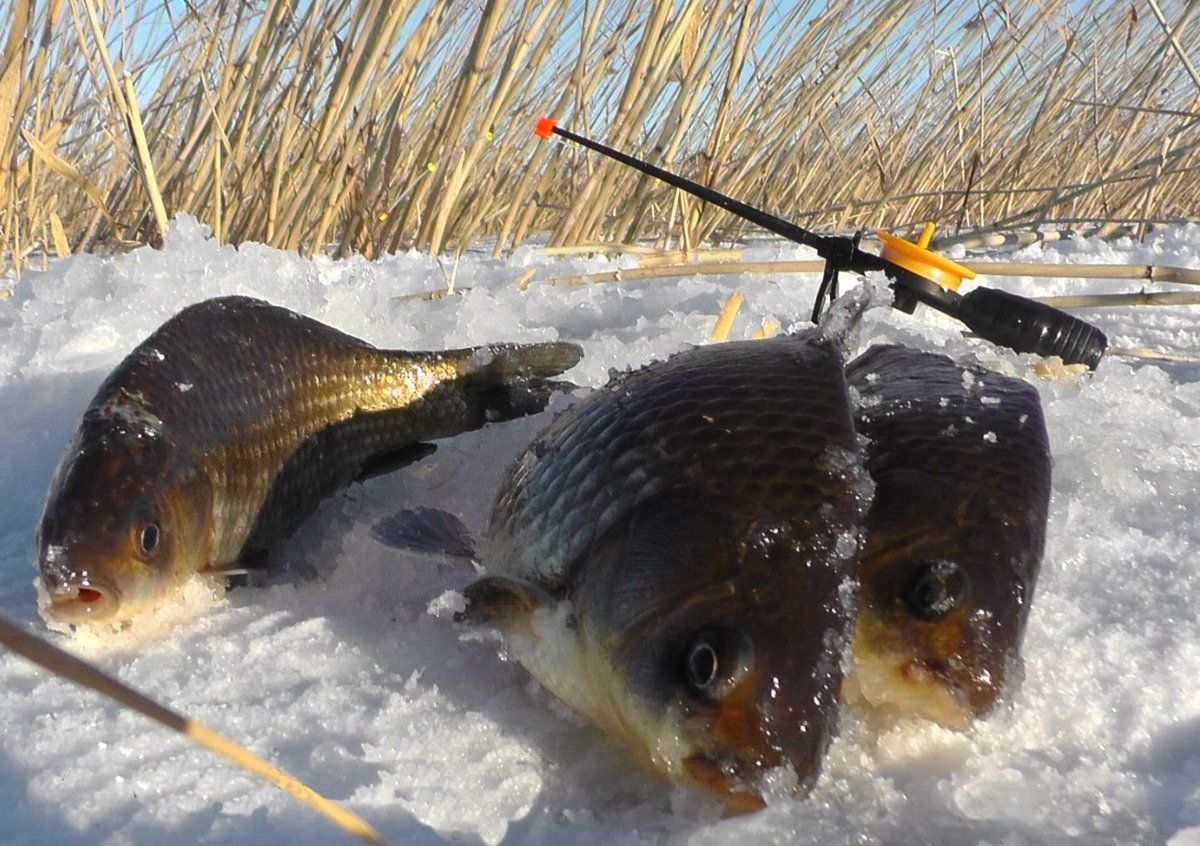 Видео ловли рыбы зимой. Зимняя рыбалка. Рыбы зимой. Зимняя рыбалка на карася. Ловля карася зимой.